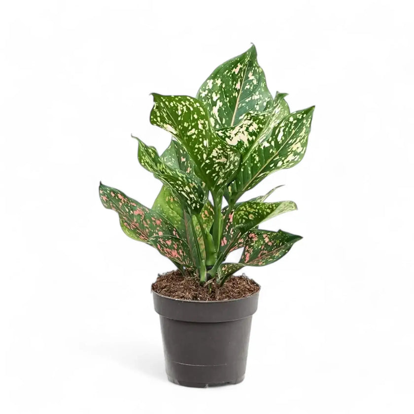 Aglaonema 'Pink Leopard' potted houseplant in nursery pot on white background, product photo 2.