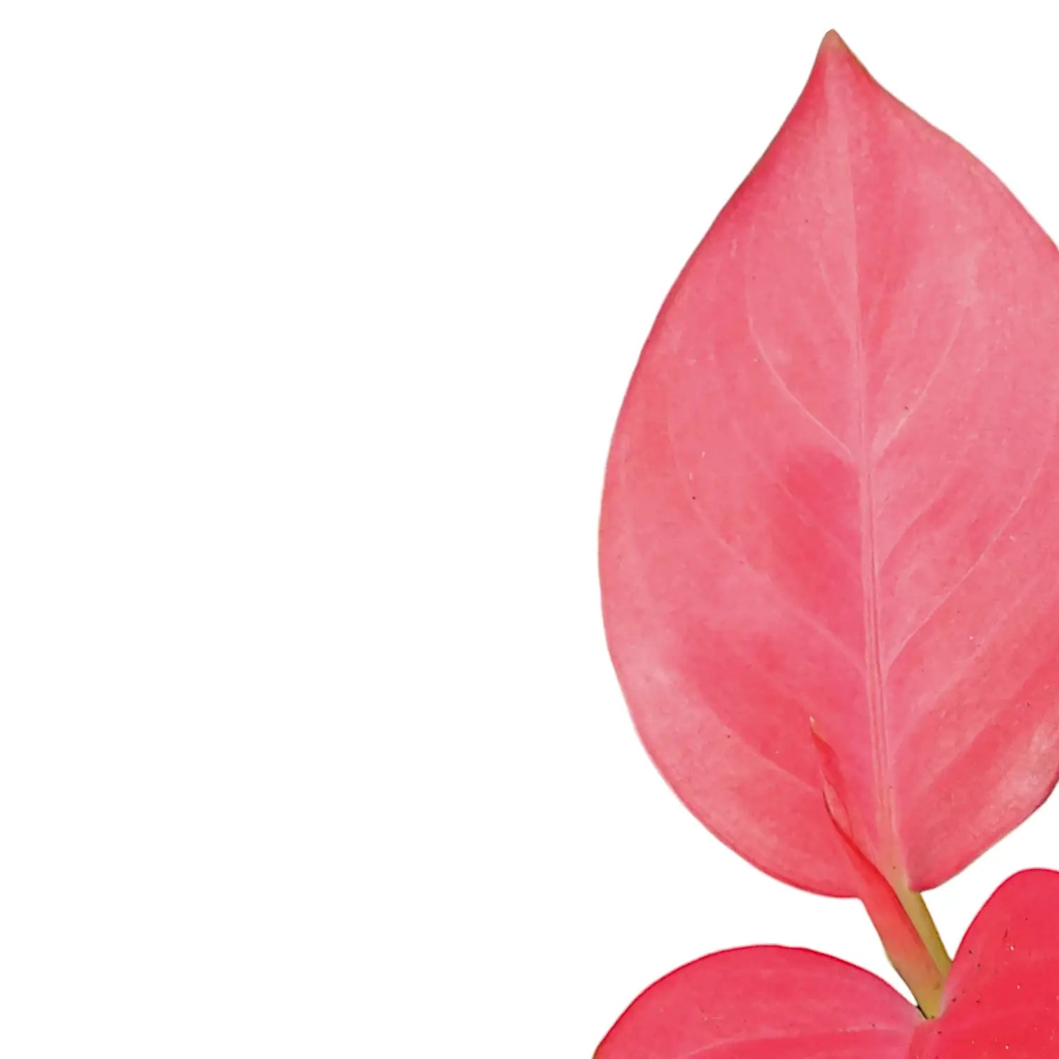 Aglaonema 'Pink Star' – Blattdetail vor weißem Hintergrund..