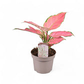 Aglaonema 'Pink Star' Zimmerpflanze im Anzuchttopf vor weißem Hintergrund, Produktfoto 3.