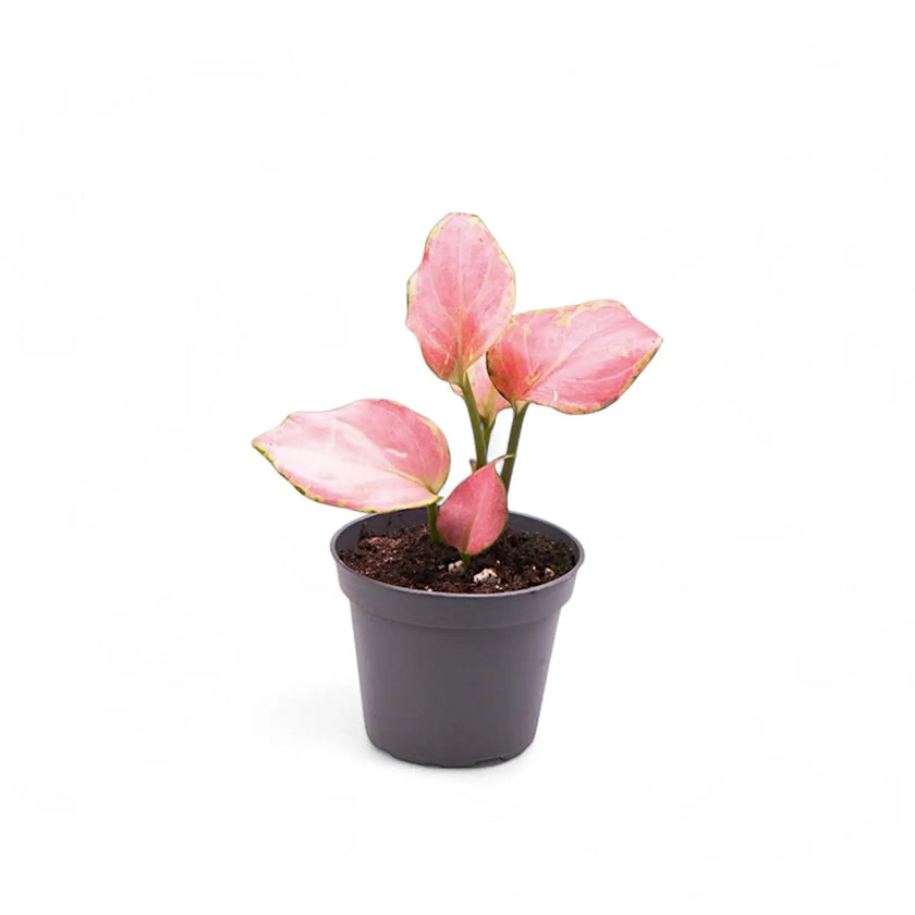 Aglaonema 'Red Dragon' potted houseplant in nursery pot on white background, product photo 2.
