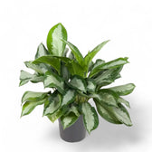 Aglaonema 'Silver Moon' potted houseplant in nursery pot on white background, product photo 2.