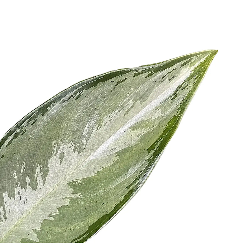 Aglaonema 'Silverado' leaf close-up on white background.