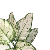 Aglaonema 'White Kiwi' – Blattdetail vor weißem Hintergrund..