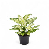Aglaonema 'White Kiwi' Zimmerpflanze im Anzuchttopf vor weißem Hintergrund, Produktfoto 2.