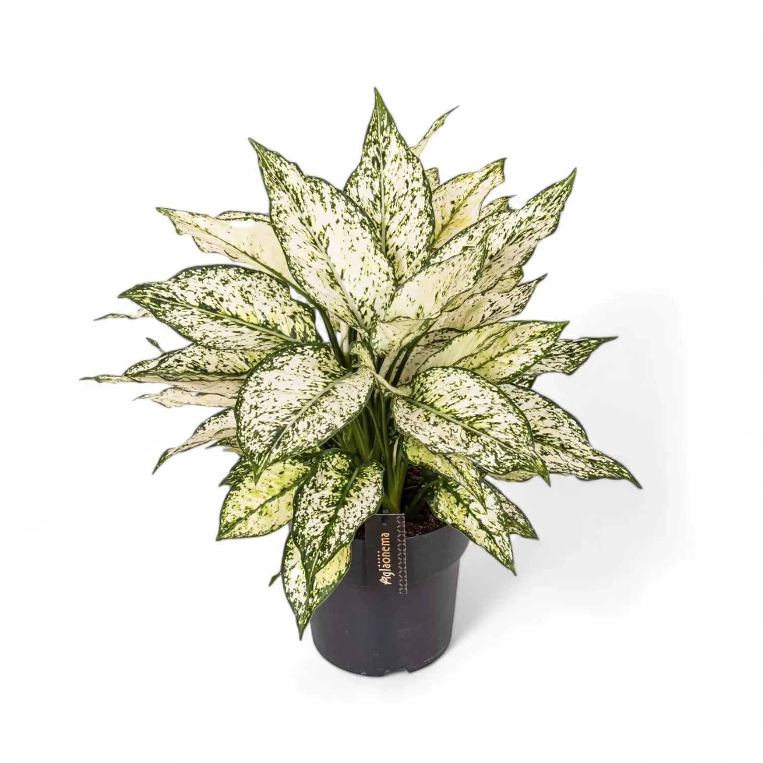Aglaonema 'White Kiwi' Zimmerpflanze im Anzuchttopf vor weißem Hintergrund, Produktfoto 4.