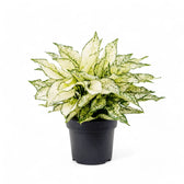 Aglaonema 'White Kiwi' Zimmerpflanze im Anzuchttopf vor weißem Hintergrund, Produktfoto 5.