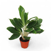 Aglaonema 'White Lime' Zimmerpflanze im Anzuchttopf vor weißem Hintergrund, Produktfoto 3.