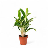 Aglaonema 'White Lime' Zimmerpflanze im Anzuchttopf vor weißem Hintergrund, Produktfoto 4.