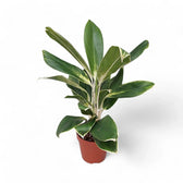 Aglaonema 'White Lime' Zimmerpflanze im Anzuchttopf vor weißem Hintergrund, Produktfoto 5.