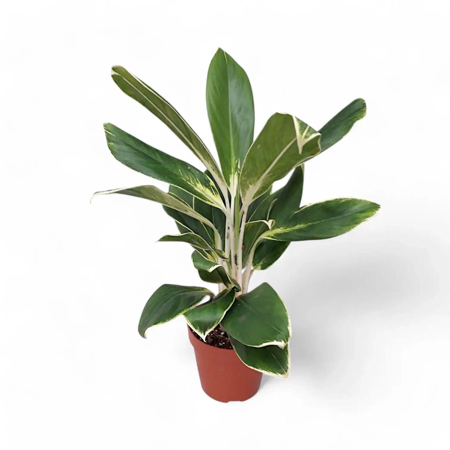 Aglaonema 'White Lime' Zimmerpflanze im Anzuchttopf vor weißem Hintergrund, Produktfoto 5.