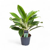 Aglaonema 'White Lime' Zimmerpflanze im Anzuchttopf vor weißem Hintergrund, Produktfoto 6.