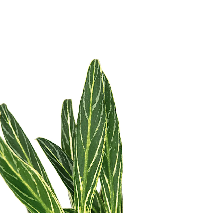 Aglaonema 'Zebra Feathers' leaf close-up on white background.