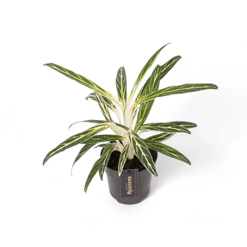 Aglaonema 'Zebra Feathers' potted houseplant in nursery pot on white background, product photo 2.