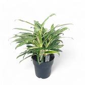 Aglaonema 'Zebra Feathers' Zimmerpflanze im Anzuchttopf vor weißem Hintergrund, Produktfoto 4.