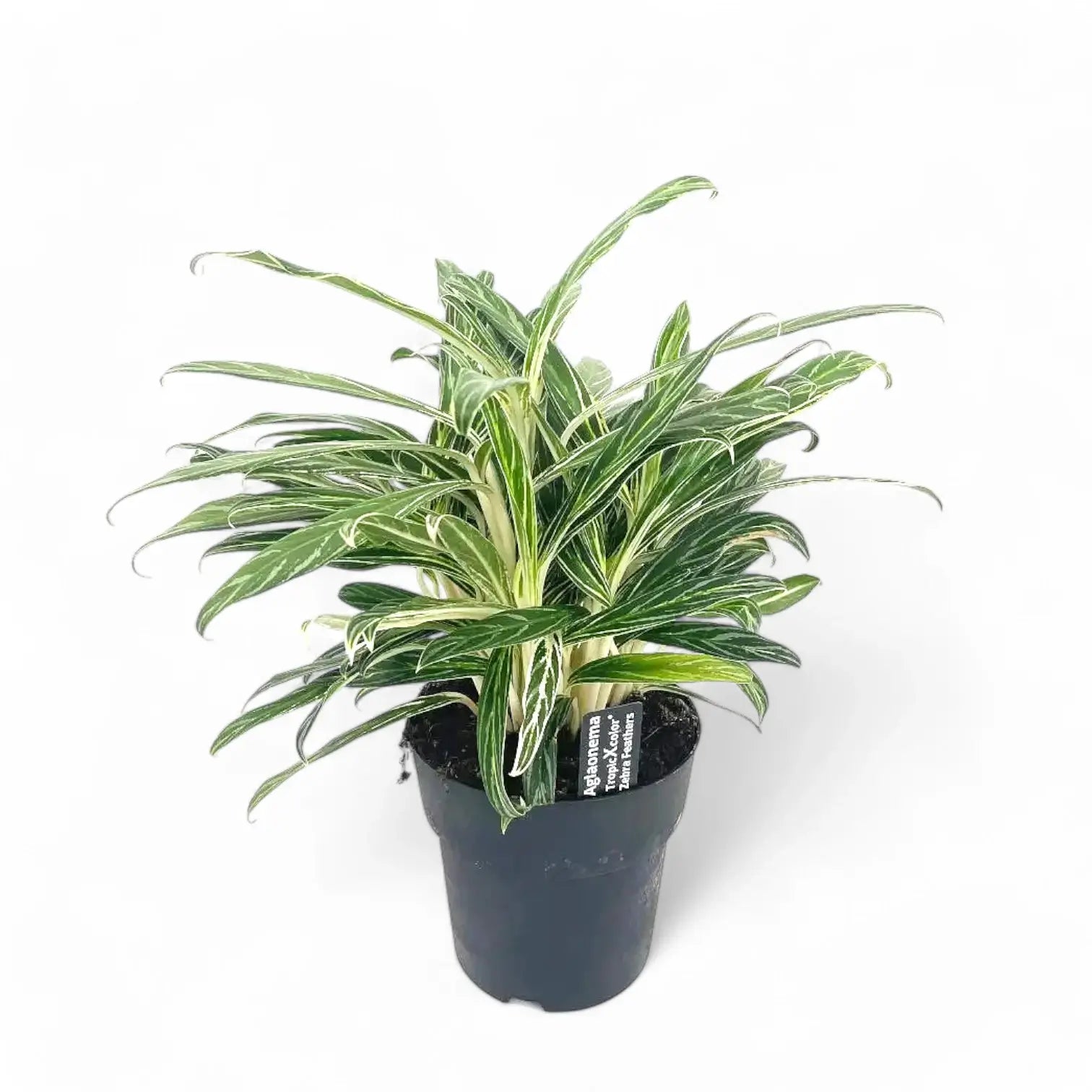Aglaonema 'Zebra Feathers' Zimmerpflanze im Anzuchttopf vor weißem Hintergrund, Produktfoto 4.