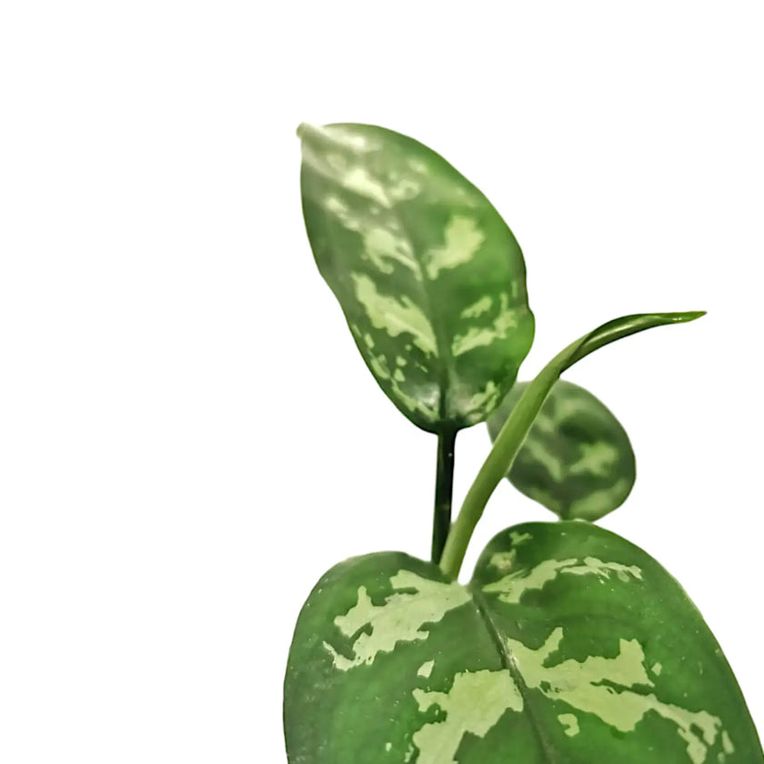 Aglaonema commutatum leaf close-up on white background.