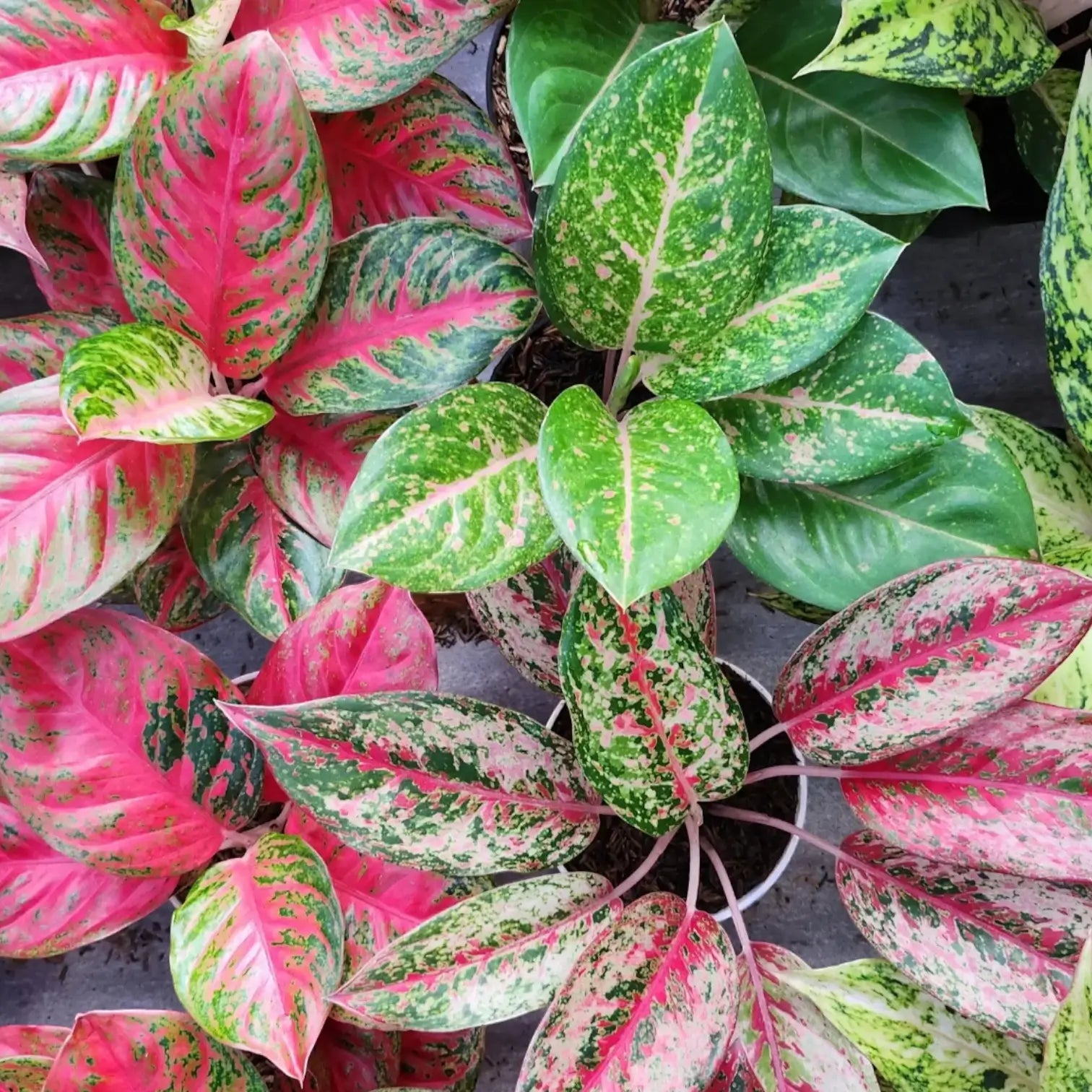 Variegated green and pink leaves of various Aglaonema houseplants