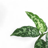 Aglaonema pictum bicolor leaf close-up on white background.