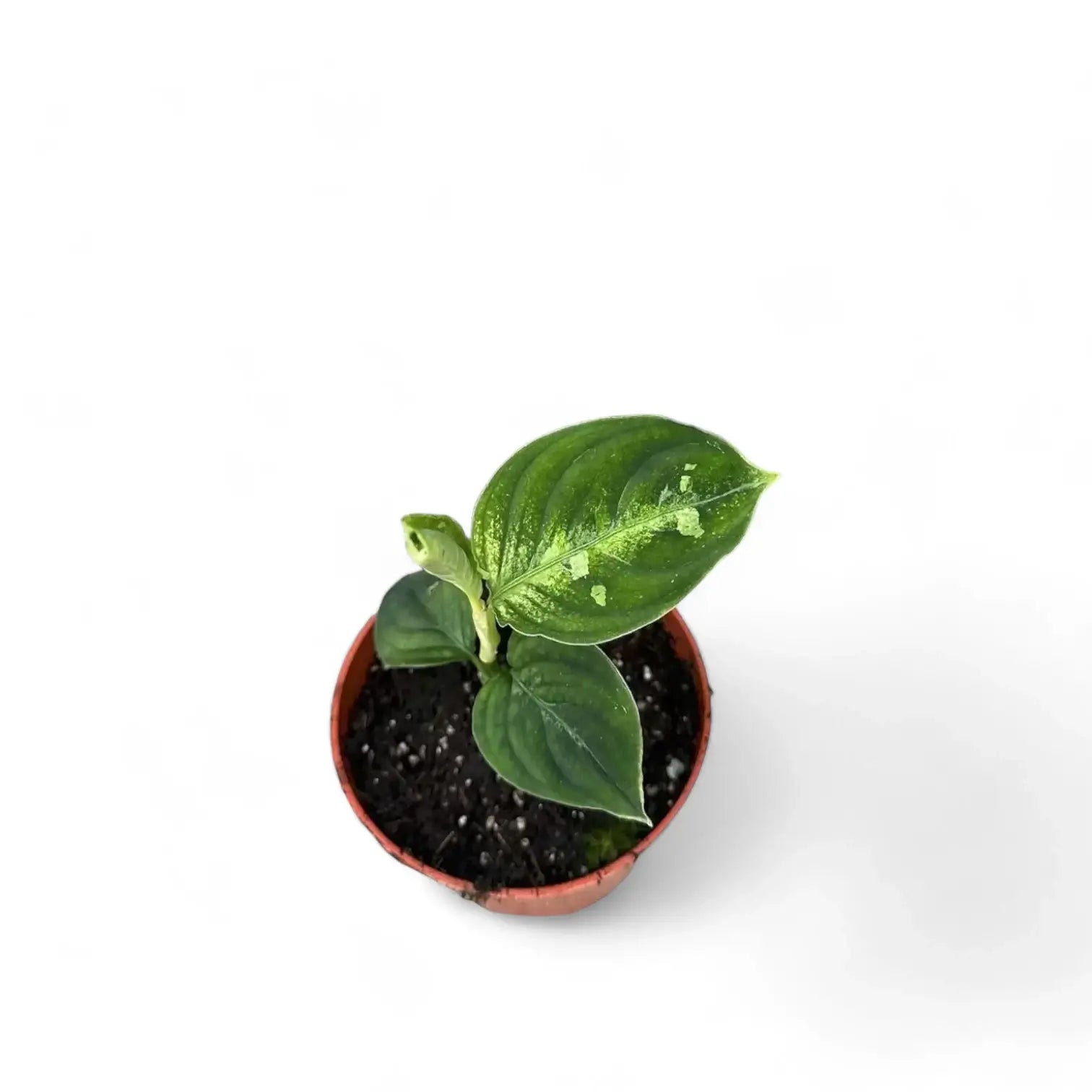 Aglaonema pictum bicolor potted houseplant in nursery pot on white background, product photo 2.