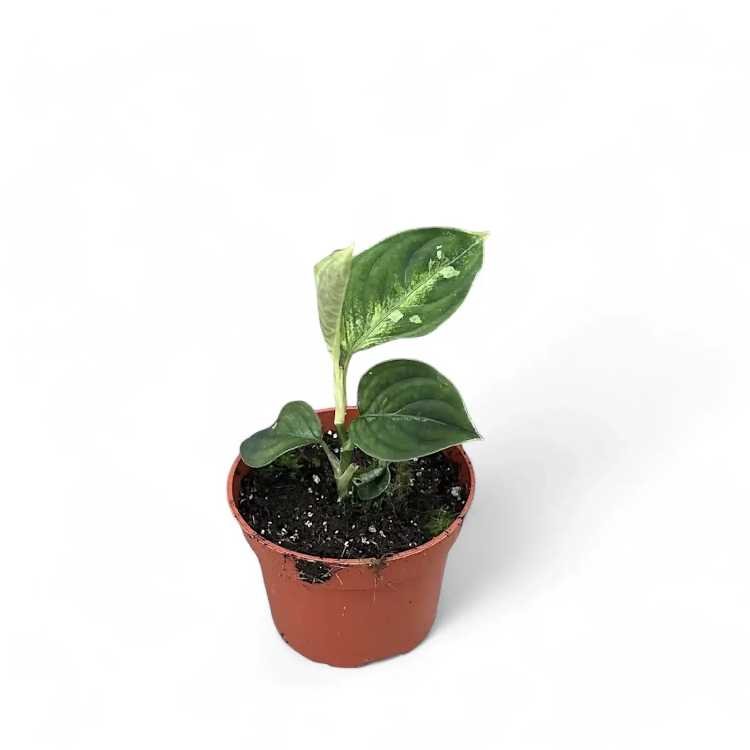 Aglaonema pictum bicolor potted houseplant in nursery pot on white background, product photo 3.