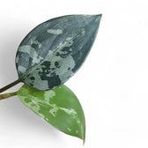 Aglaonema pumilum Zimmerpflanze im Anzuchttopf vor weißem Hintergrund, Produktfoto 2.