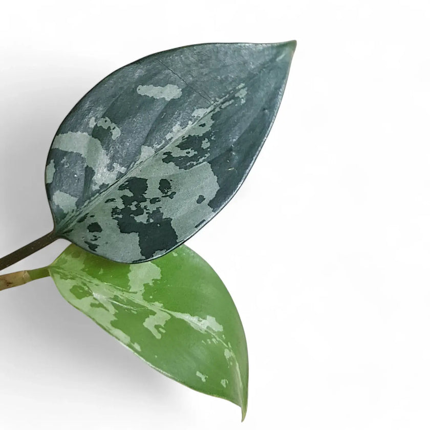 Aglaonema pumilum potted houseplant in nursery pot on white background, product photo 2.