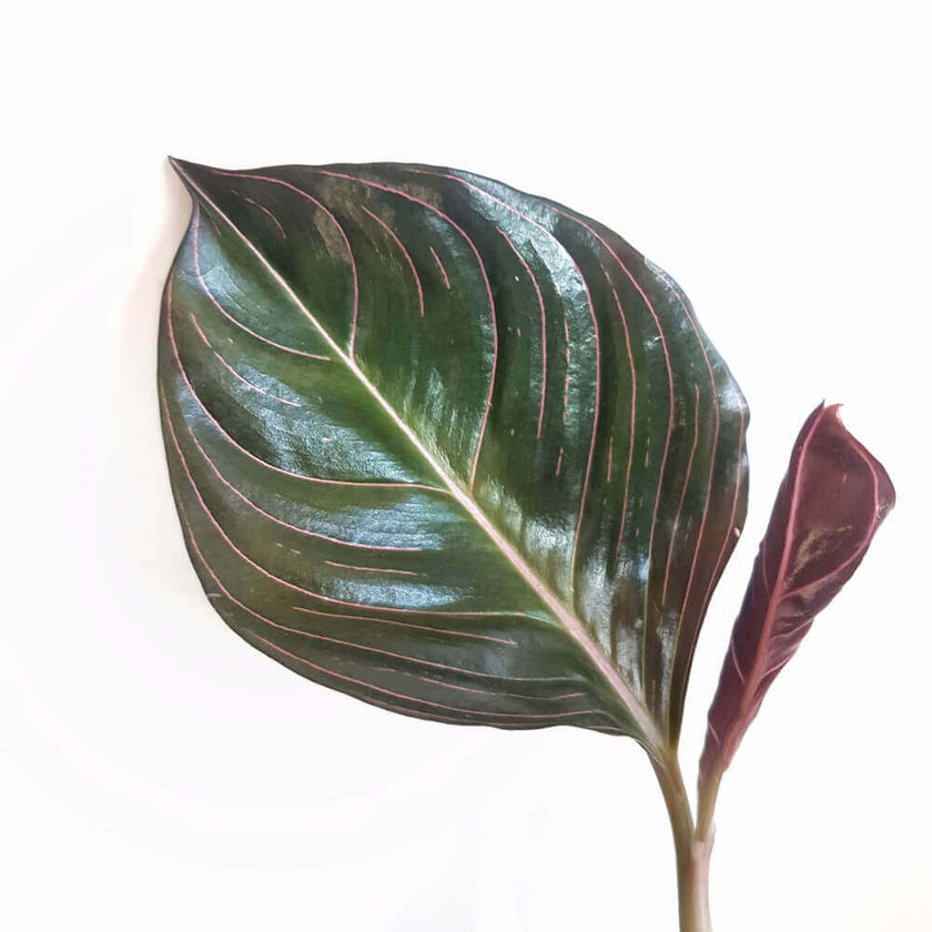 Aglaonema rotundum leaf close-up on white background.