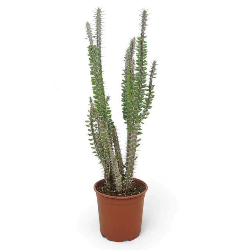 Alluaudia procera potted houseplant in nursery pot on white background, product photo 2.