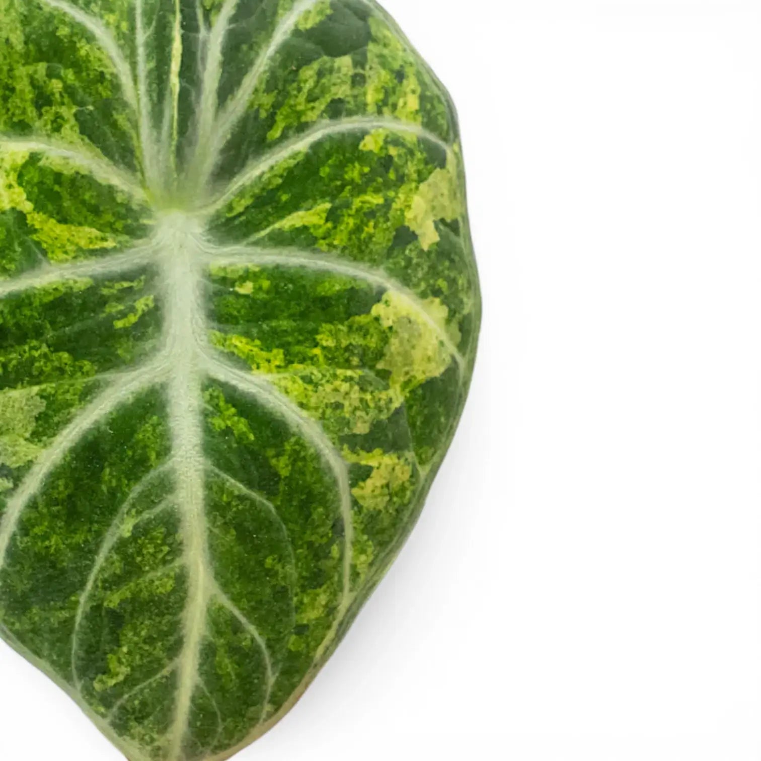 Alocasia reginula 'Ninja Tricolor'