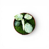 Alocasia reginula 'Ninja Tricolor'