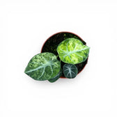 Alocasia reginula 'Ninja Tricolor'