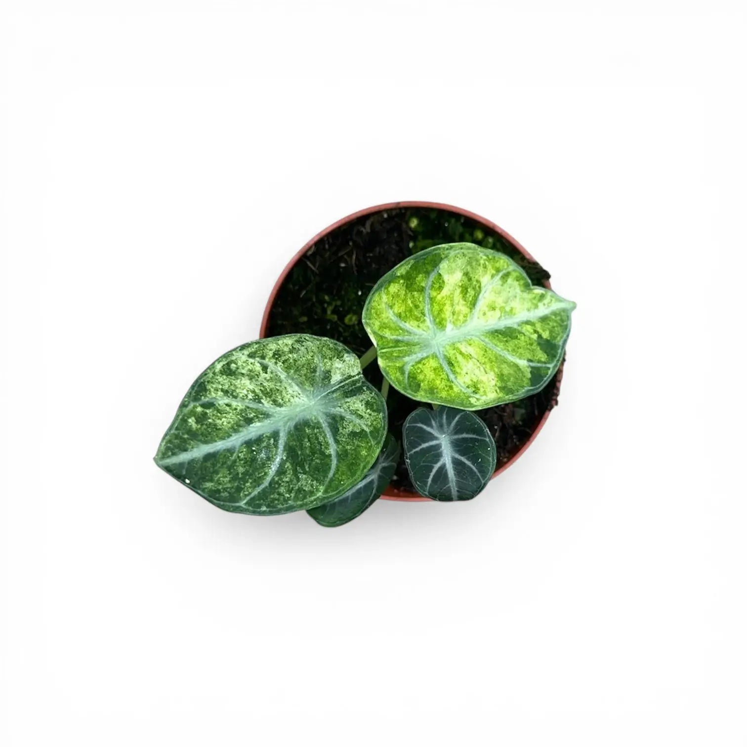 Alocasia reginula 'Ninja Tricolor'