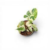 Philodendron gloriosum variegata