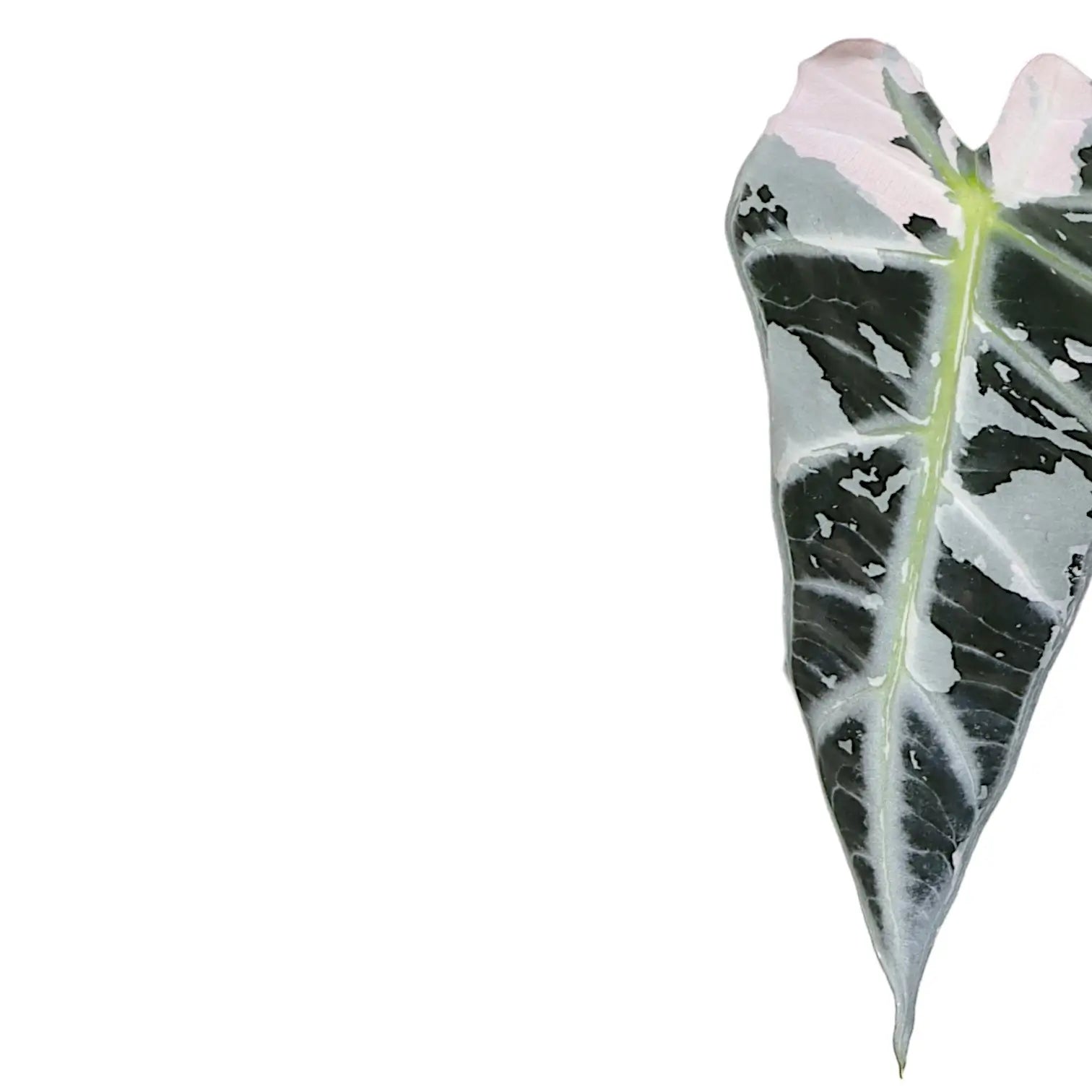 Alocasia 'Bambino Arrow' Pink Variegata – Blattdetail vor weißem Hintergrund..