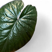 Alocasia 'Chocolate green' leaf close-up on white background.