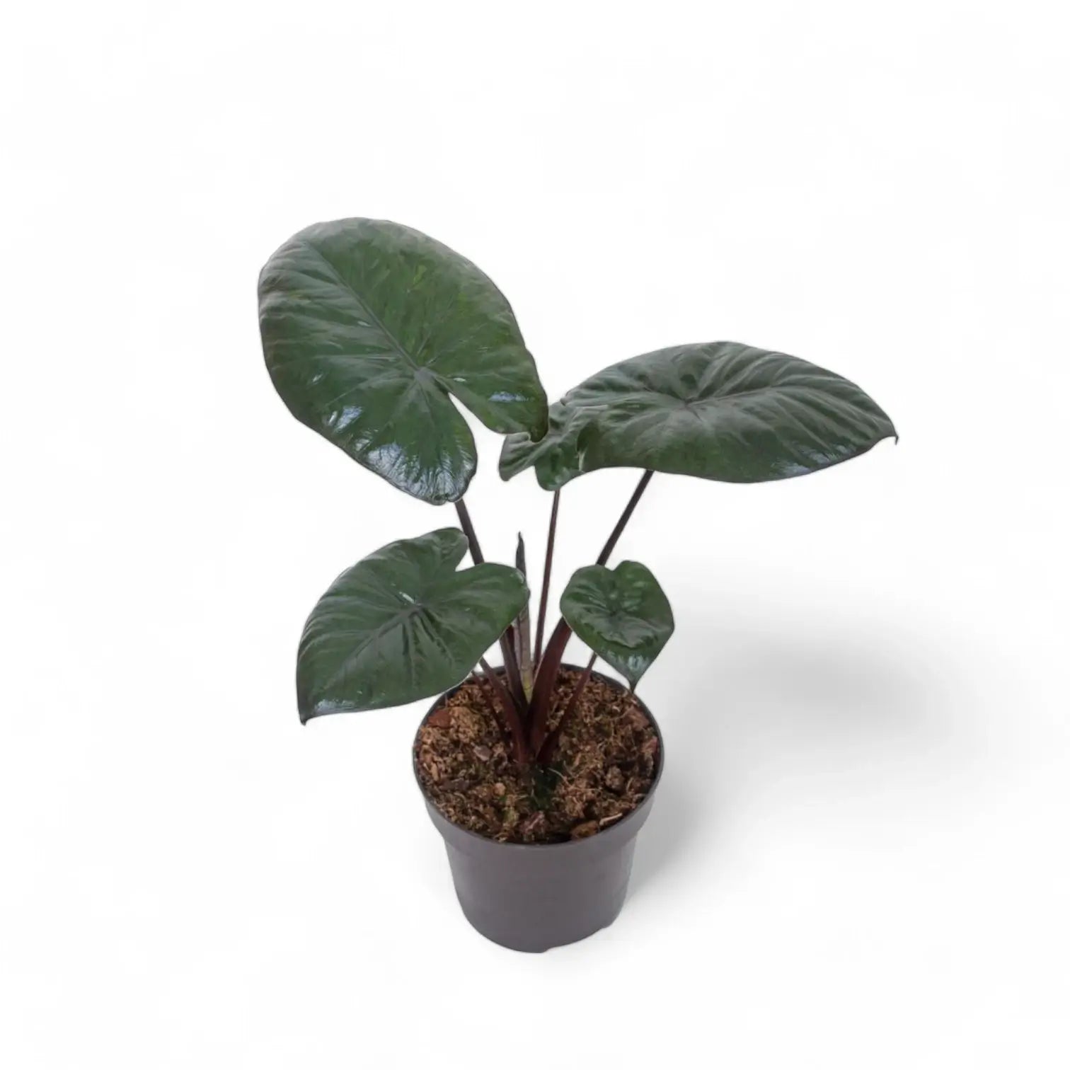 Alocasia 'Chocolate green' potted houseplant in nursery pot on white background, product photo 2.