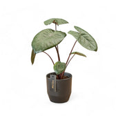 Alocasia 'Chocolate green' potted houseplant in nursery pot on white background, product photo 3.
