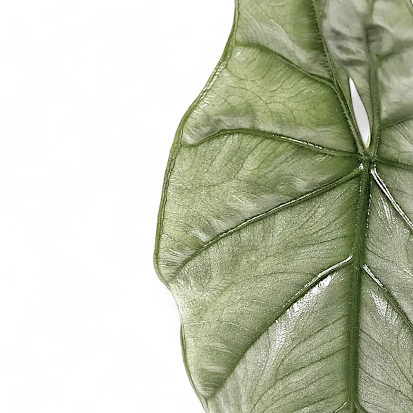 Alocasia 'Corazon' leaf close-up on white background.