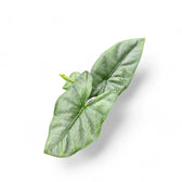 Alocasia 'Corazon' Zimmerpflanze im Anzuchttopf vor weißem Hintergrund, Produktfoto 4.