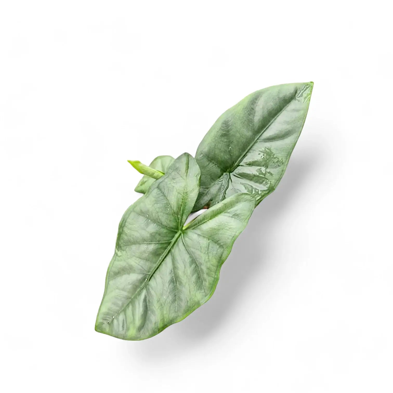 Alocasia 'Corazon' Zimmerpflanze im Anzuchttopf vor weißem Hintergrund, Produktfoto 4.