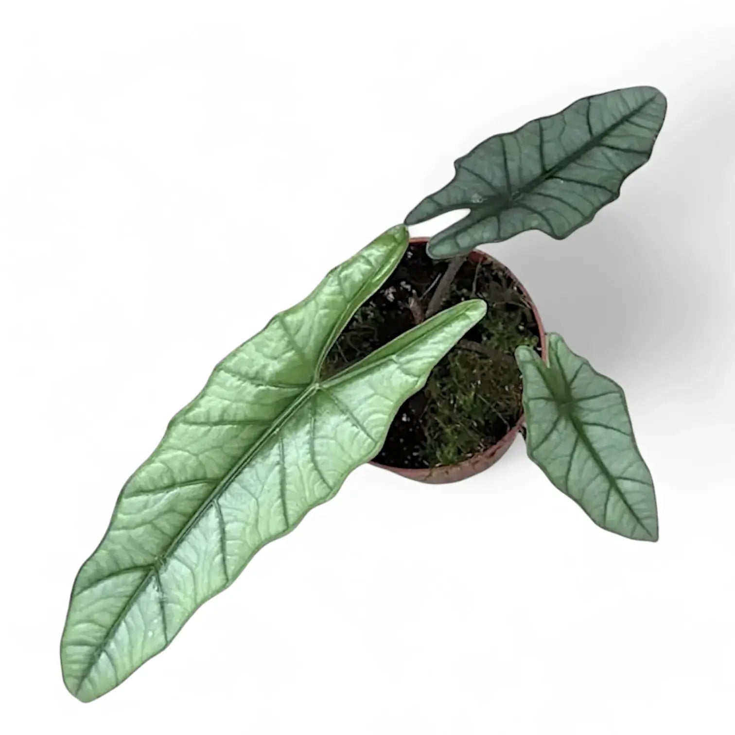 Alocasia 'Corazon' Zimmerpflanze im Anzuchttopf vor weißem Hintergrund, Produktfoto 6.