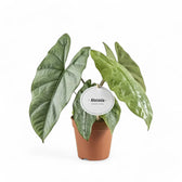 Alocasia 'Corazon' Zimmerpflanze im Anzuchttopf vor weißem Hintergrund, Produktfoto 7.