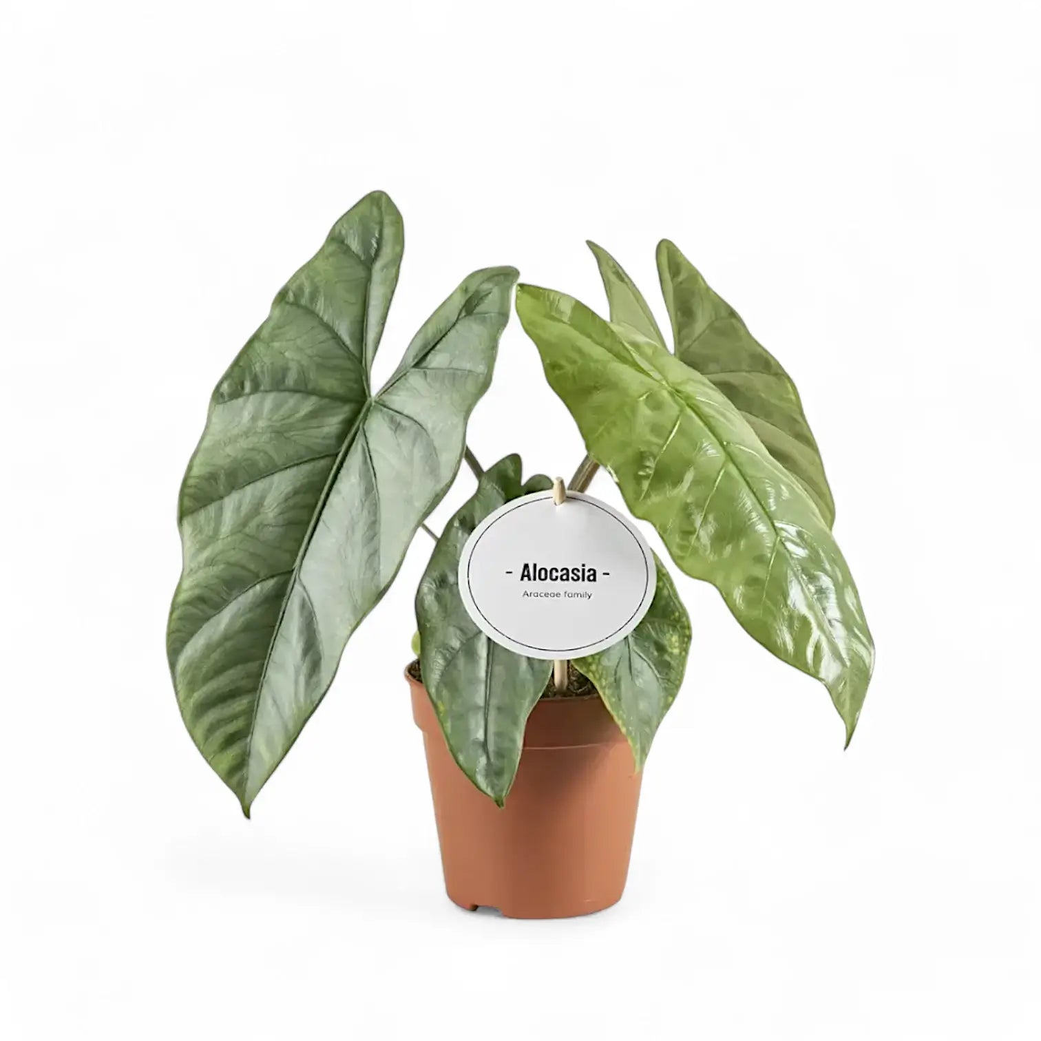 Alocasia 'Corazon' Zimmerpflanze im Anzuchttopf vor weißem Hintergrund, Produktfoto 7.