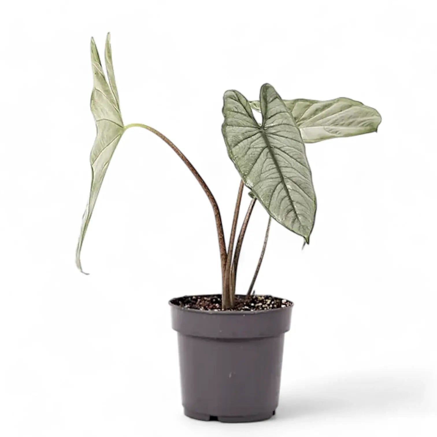 Alocasia 'Corazon' Zimmerpflanze im Anzuchttopf vor weißem Hintergrund, Produktfoto 9.