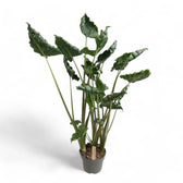 Alocasia 'Dragon Tail' Zimmerpflanze im Anzuchttopf vor weißem Hintergrund, Produktfoto 4.