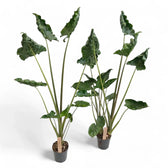 Alocasia 'Dragon Tail' Zimmerpflanze im Anzuchttopf vor weißem Hintergrund, Produktfoto 5.