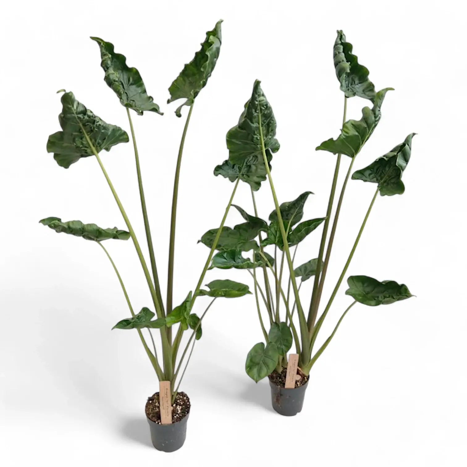 Alocasia 'Dragon Tail' Zimmerpflanze im Anzuchttopf vor weißem Hintergrund, Produktfoto 5.