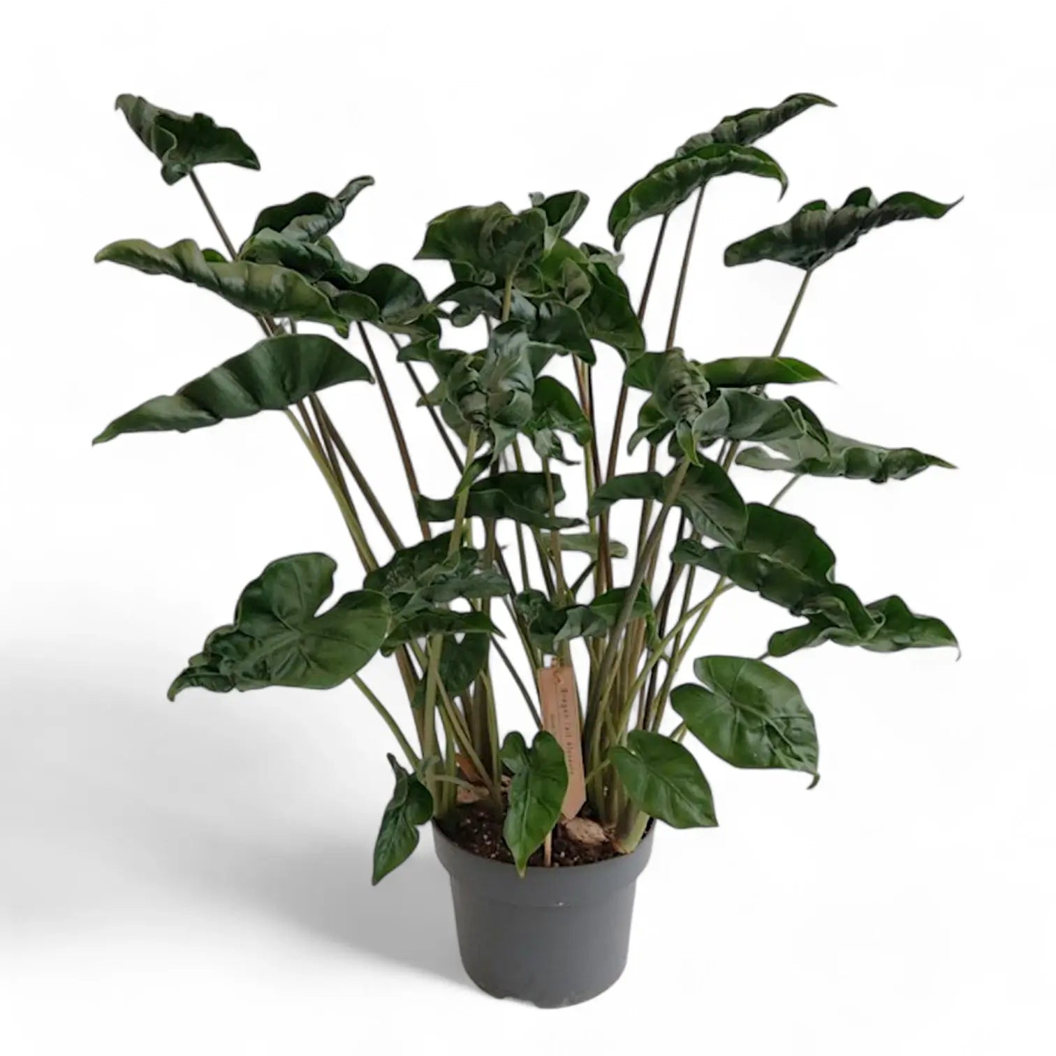 Alocasia 'Dragon Tail' Zimmerpflanze im Anzuchttopf vor weißem Hintergrund, Produktfoto 6.