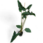 Alocasia 'Dragon Tail' Zimmerpflanze im Anzuchttopf vor weißem Hintergrund, Produktfoto 7.