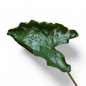 Alocasia 'Dragon Tail' Zimmerpflanze im Anzuchttopf vor weißem Hintergrund, Produktfoto 8.